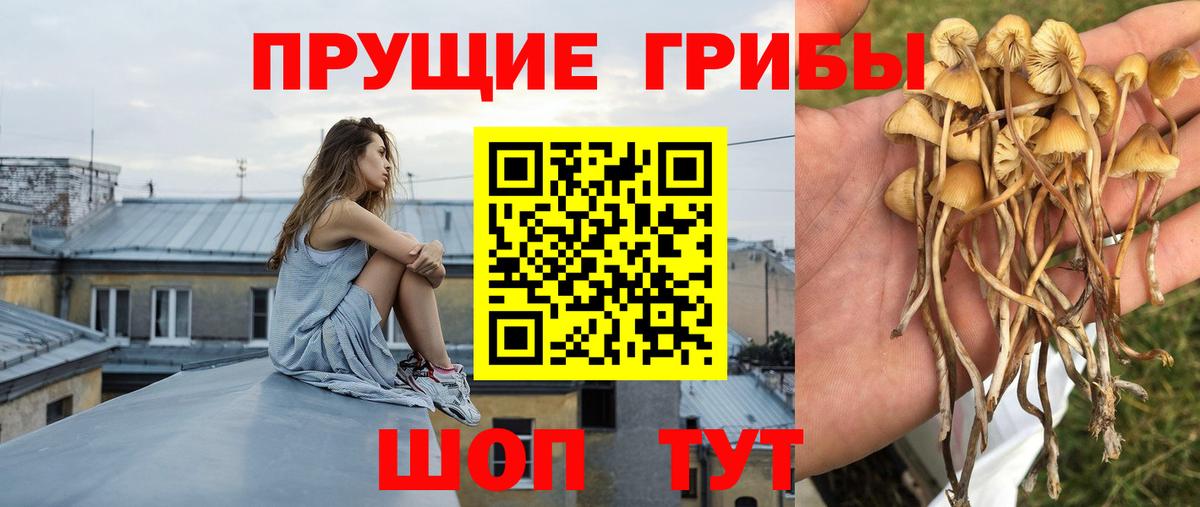 Унеча  Галлюциногенные грибы MAGIC MUSHROOMS  Псилоцибиновые грибы MAGIC MUSHROOMS  Вход с VPN 